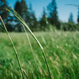 Variété / chanson