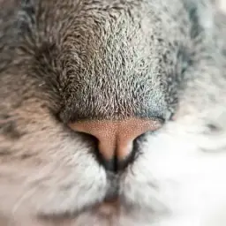 Севдах